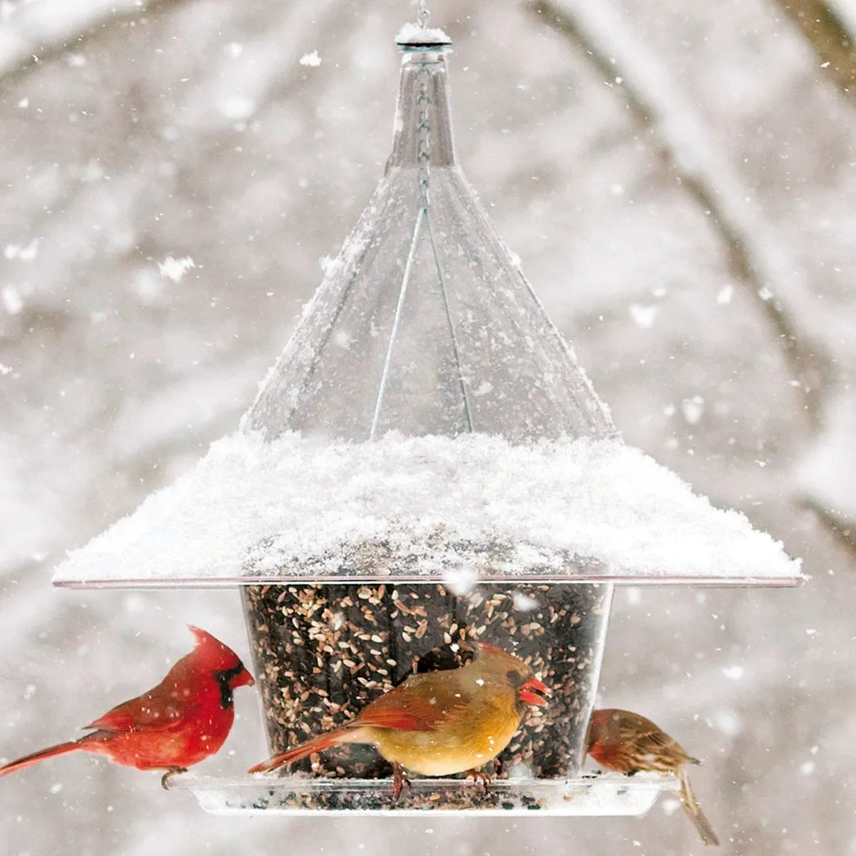 Arundale Sky Cafe Feeder