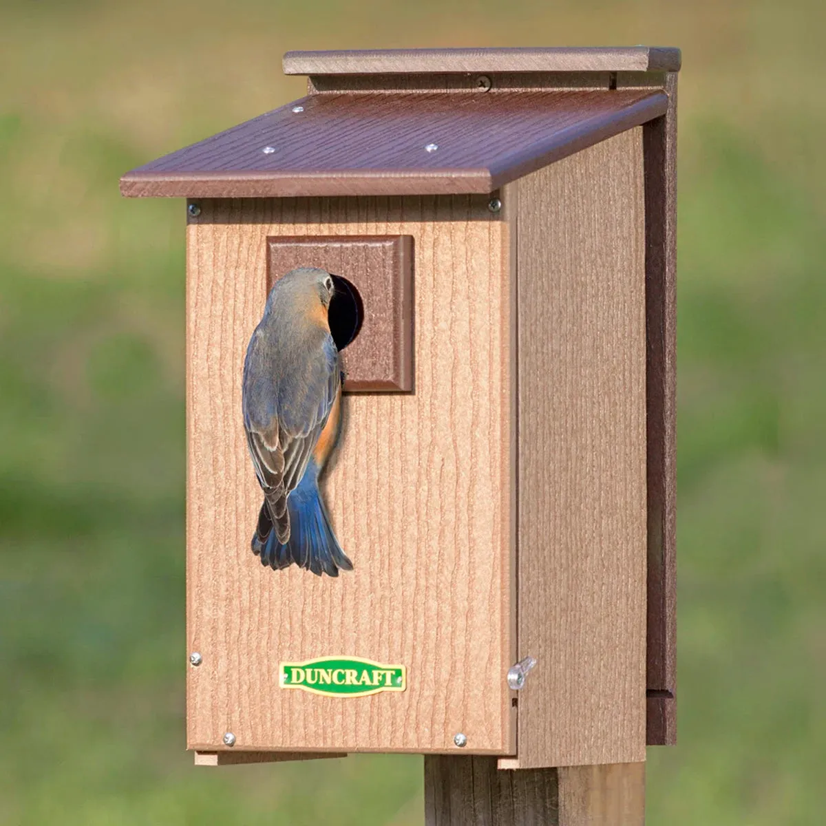 Duncraft Bird-Safe® Premium Observation Bluebird House